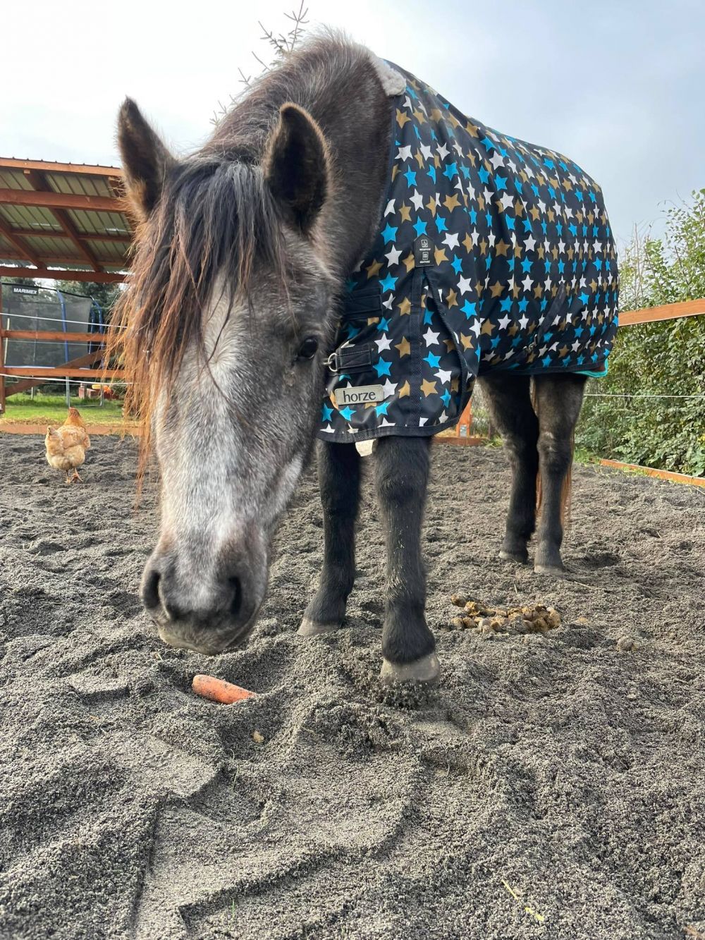 Stádo se nám rozrůstá!