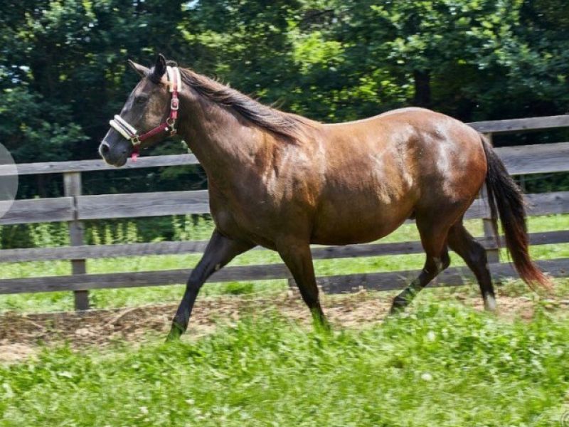 Podpořte nás na Doniu